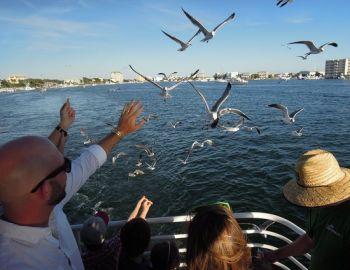 Compass Club Southern Star Dolphin Cruise