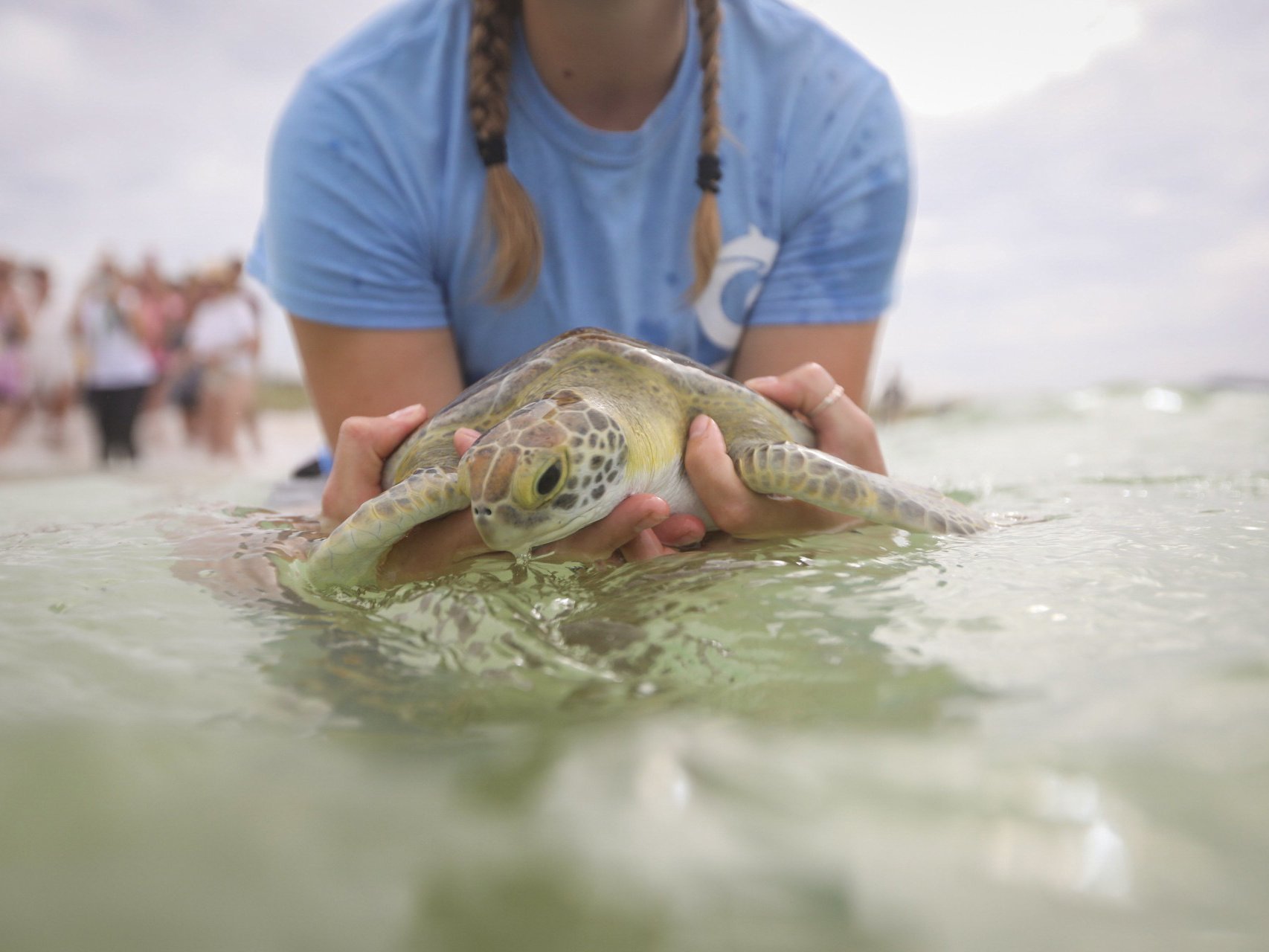 CAREing for Turtles event