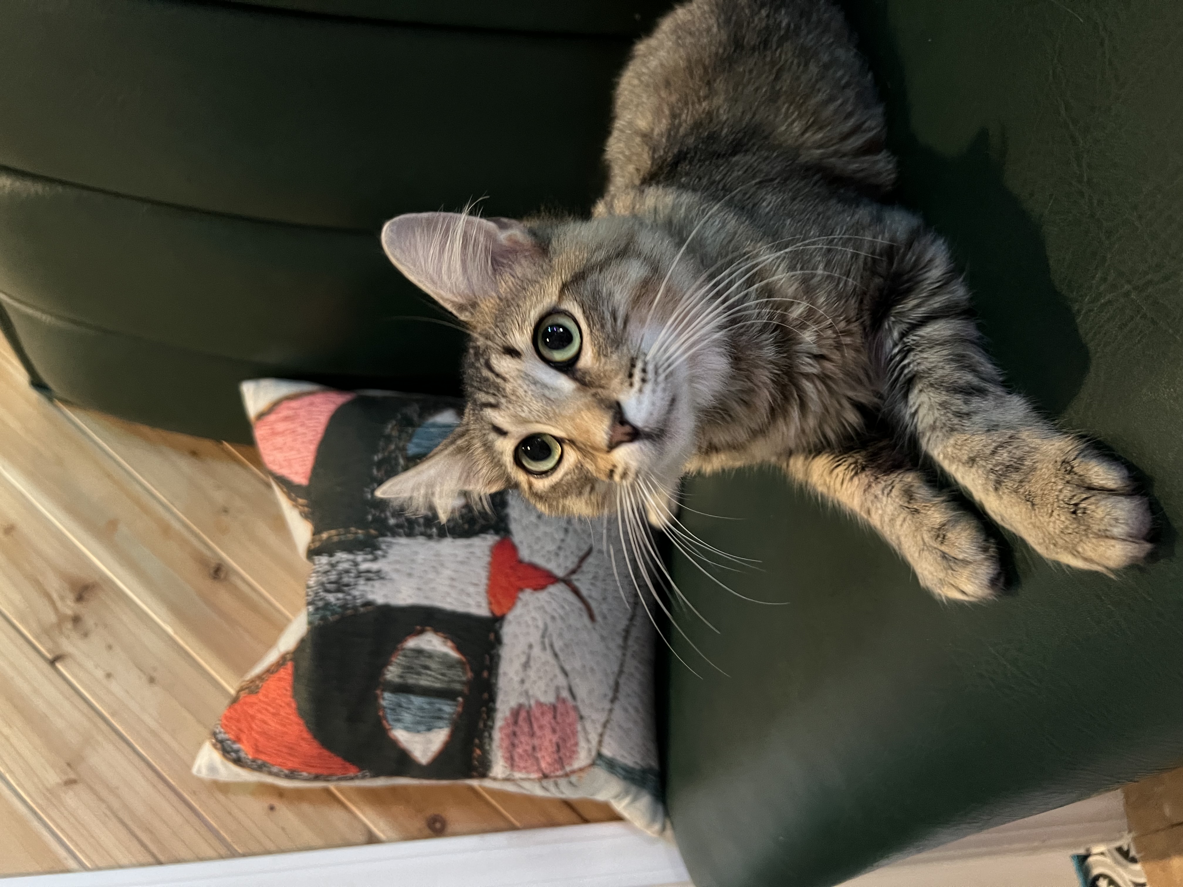 Things To Do Cara's Cat Cafe